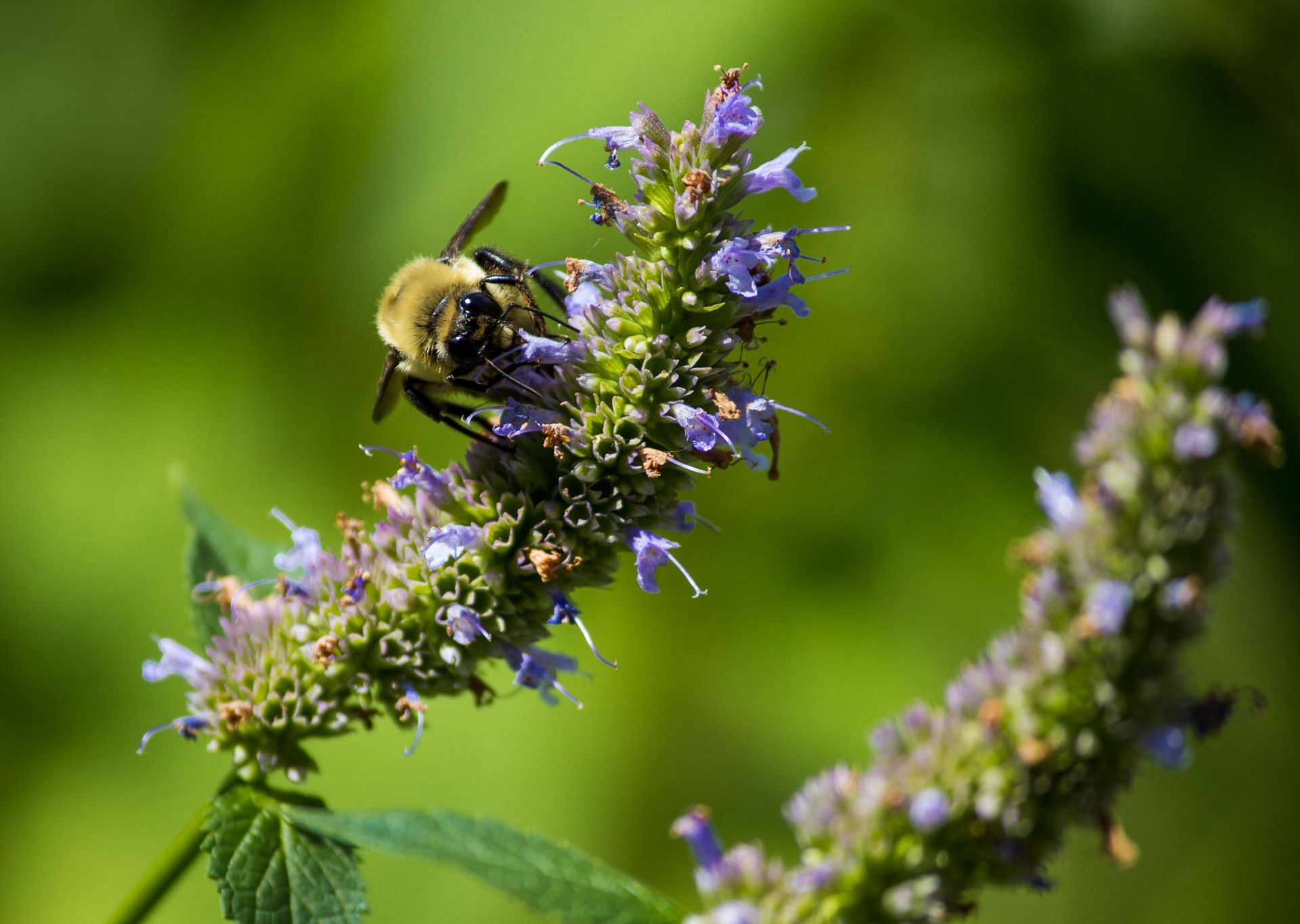 Hyssop can be consumed as hyssop tea. (Image via Unsplash/Jeffrey Hamilton)