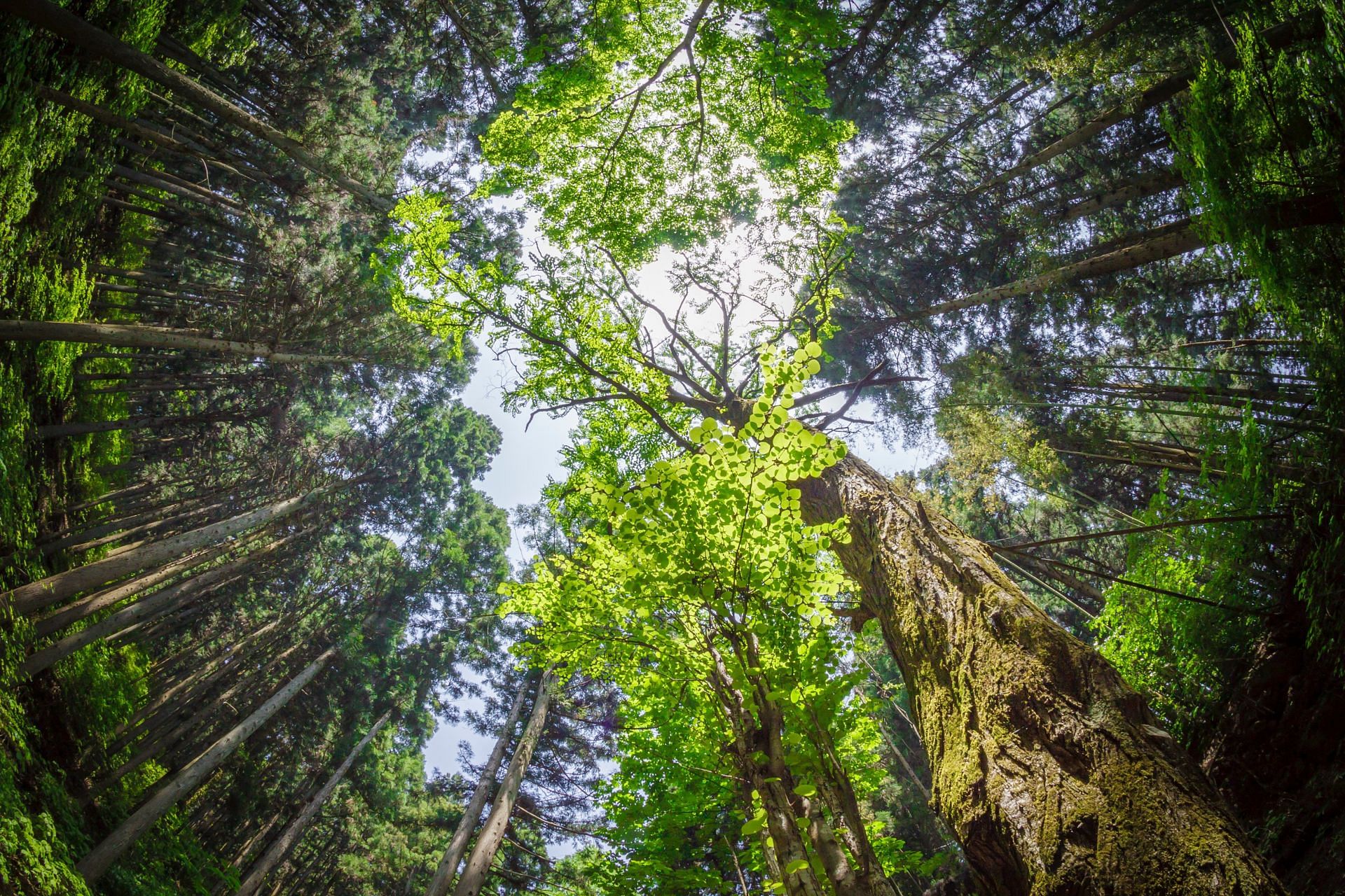 Benefits of Forest Bathing for Mental and Physical Health (Image via Pexels)