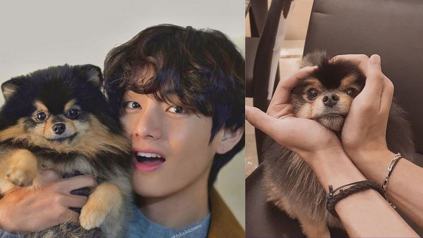 BTS' V Pays A Heartwarming Tribute To His Dog Yeontan With 'Rainy