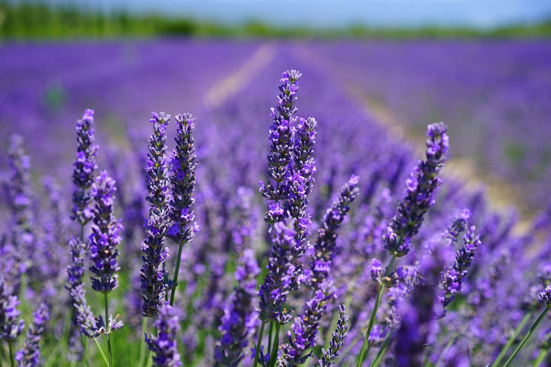 Lavender promote relaxation and improve sleep quality, (Image via Pexels)