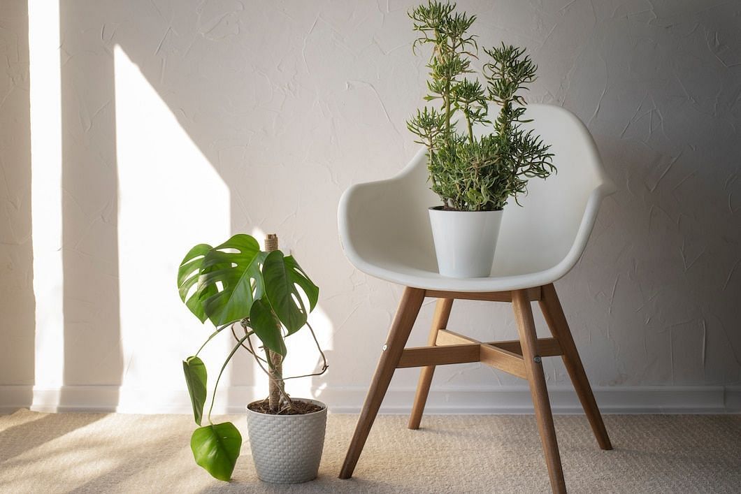 Pothos plants are low-maintenance and easy to care for. (Image via Freepik)