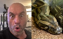 UFC icon Joe Rogan sheds light on the Burmese Python invasion of Florida with guest in recent JRE episode