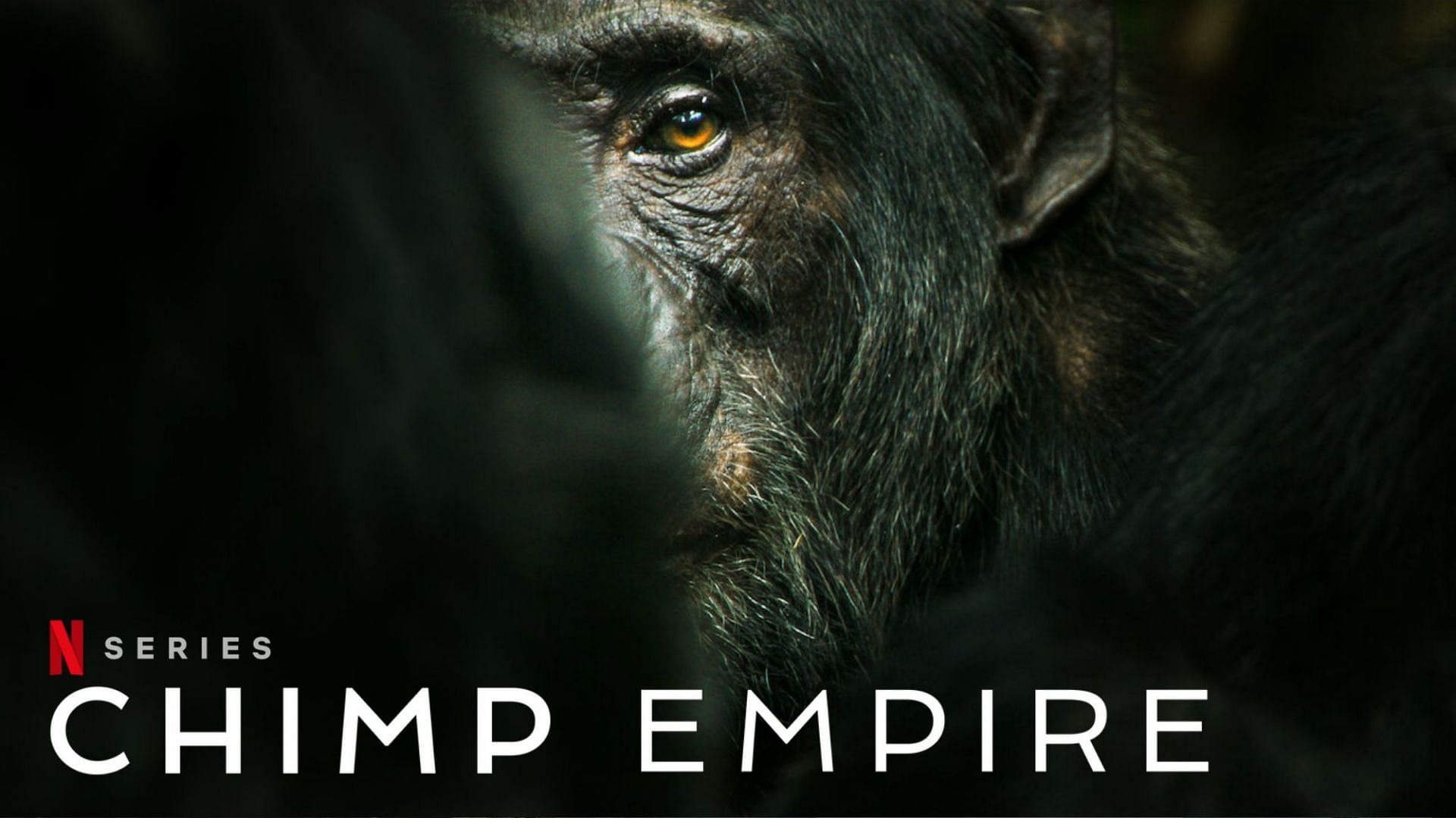Chimp Empire (Image via Sportskeeda)