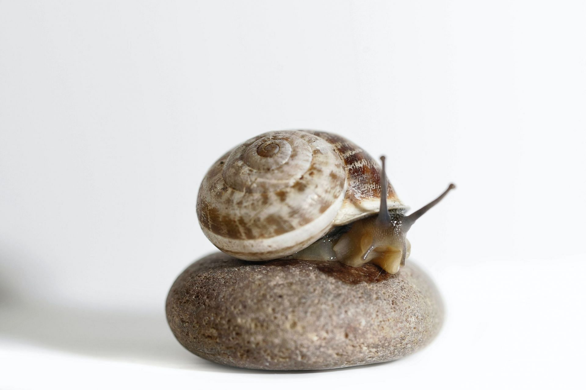 Snail mucin is the gel produced from the mucus of the outer shell. (Image via Pexels/John)