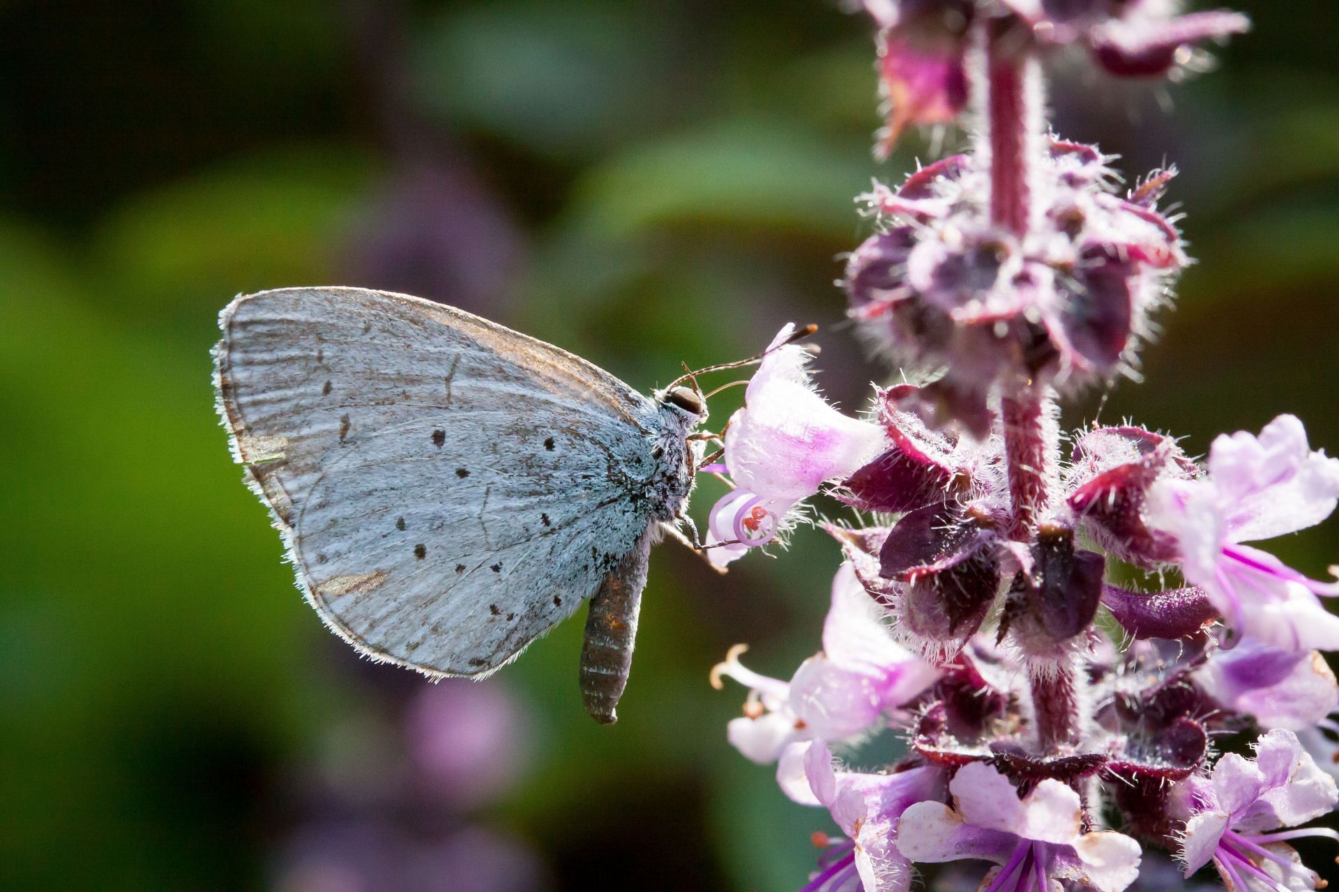 This herb has two types - green colored and purple colored. (Image via Pexels/ Manuel Bartsch)