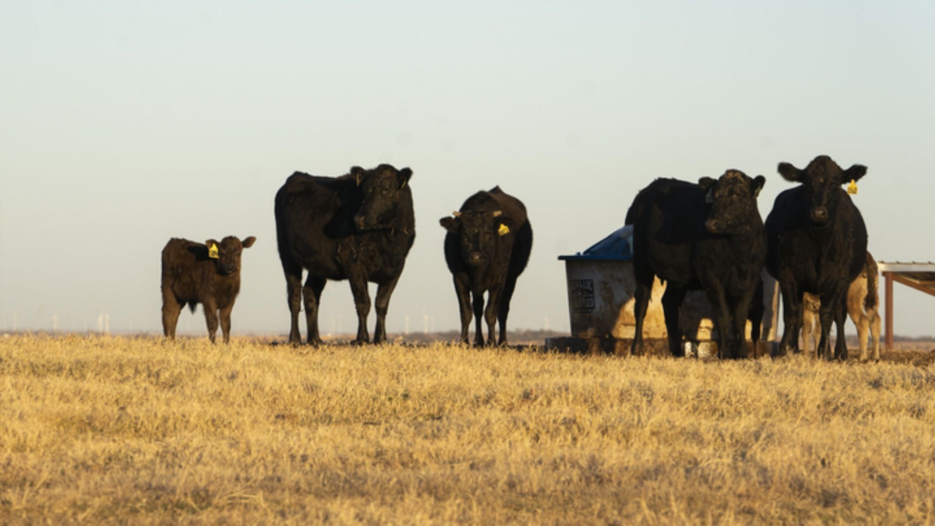 Mysterious cattle deaths in Madison County in Texas sparks alien theories online. (Image via Getty Images)