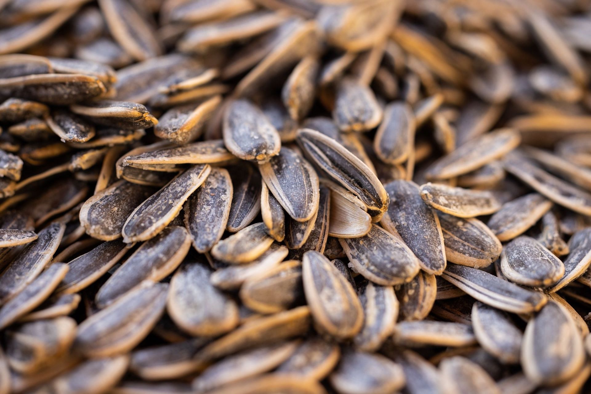 The nutrient content makes sunflower seeds healthy. (Image via Unsplash/engin akyurt)