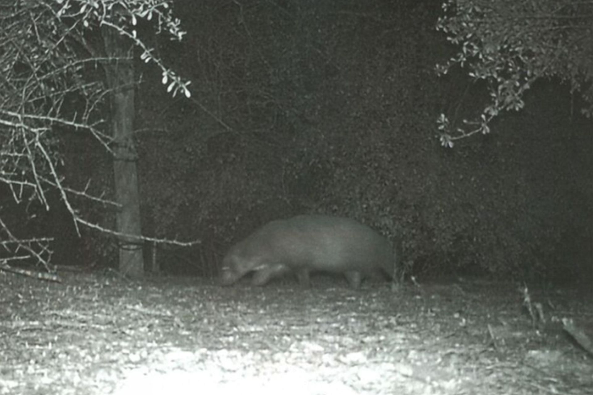 Social media help the Texas Park in identifying the mystery animal: Reactions explored. (Image via Texas Park/ Facebook)