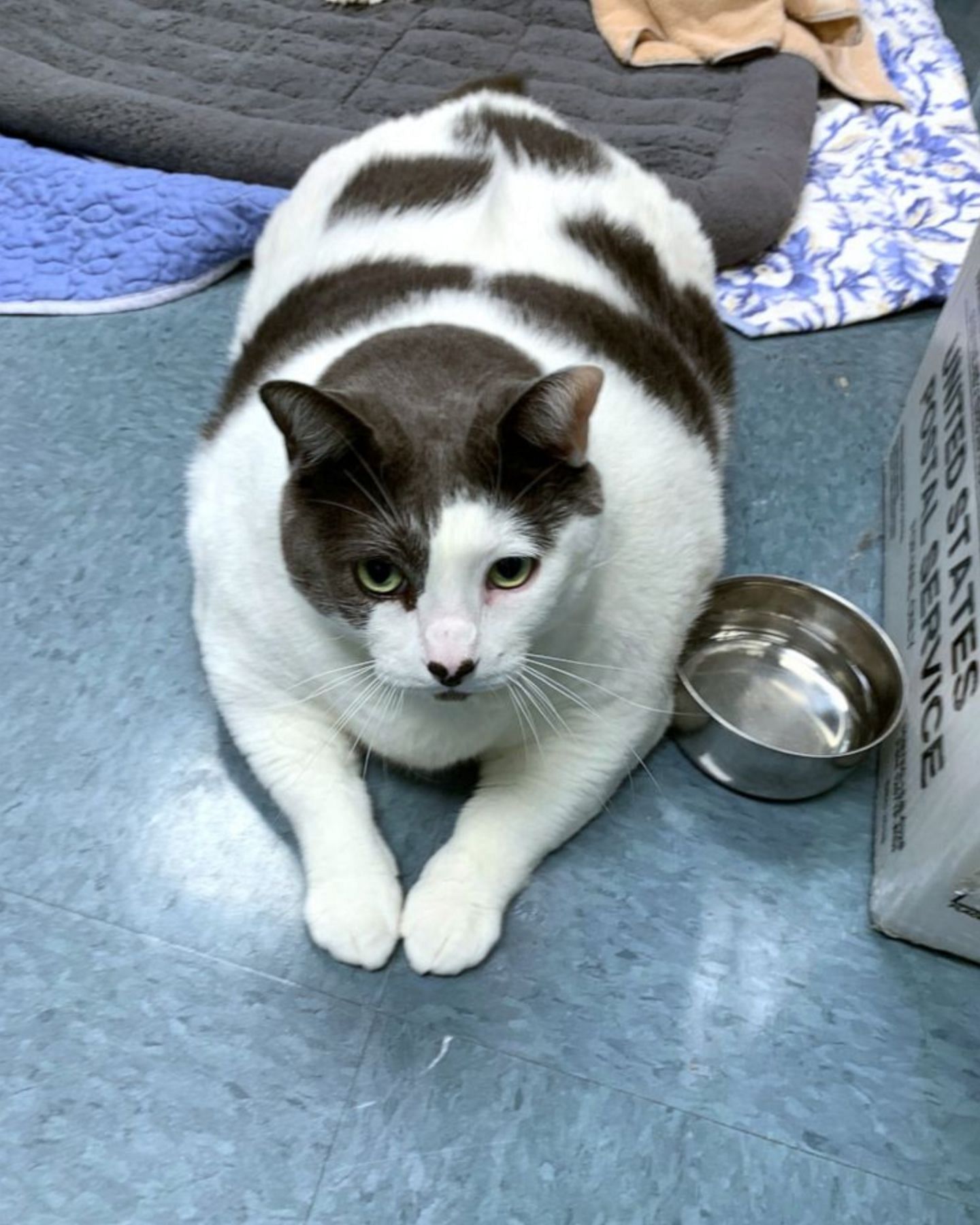 Cat: "What A Chonk": Netizens Rejoice As 40-pound Cat Patches Adopted ...