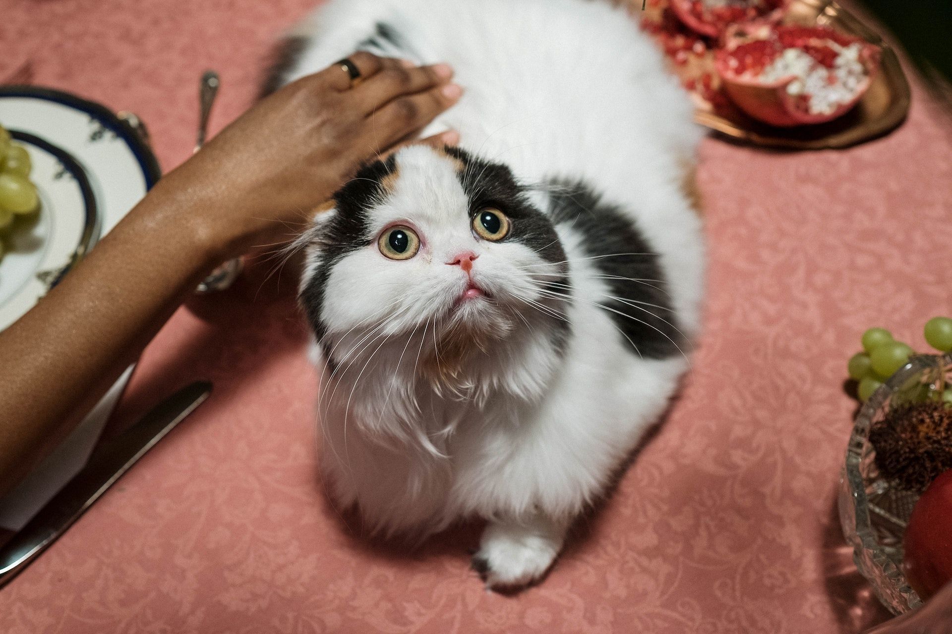 Cat scratch fever is a bacterial infection. (Photo via Pexels/cottonbro studio)