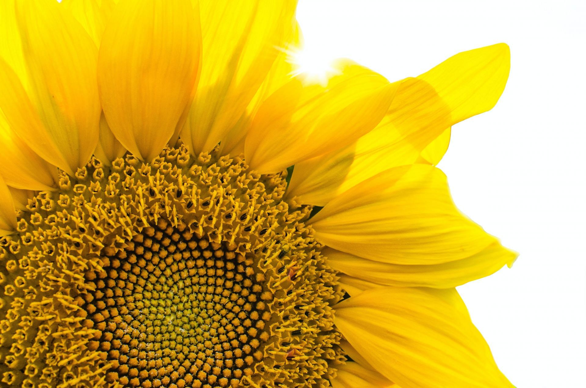 Sunflower seeds contain vitamin B1, essential for energy production (Image via pexels)