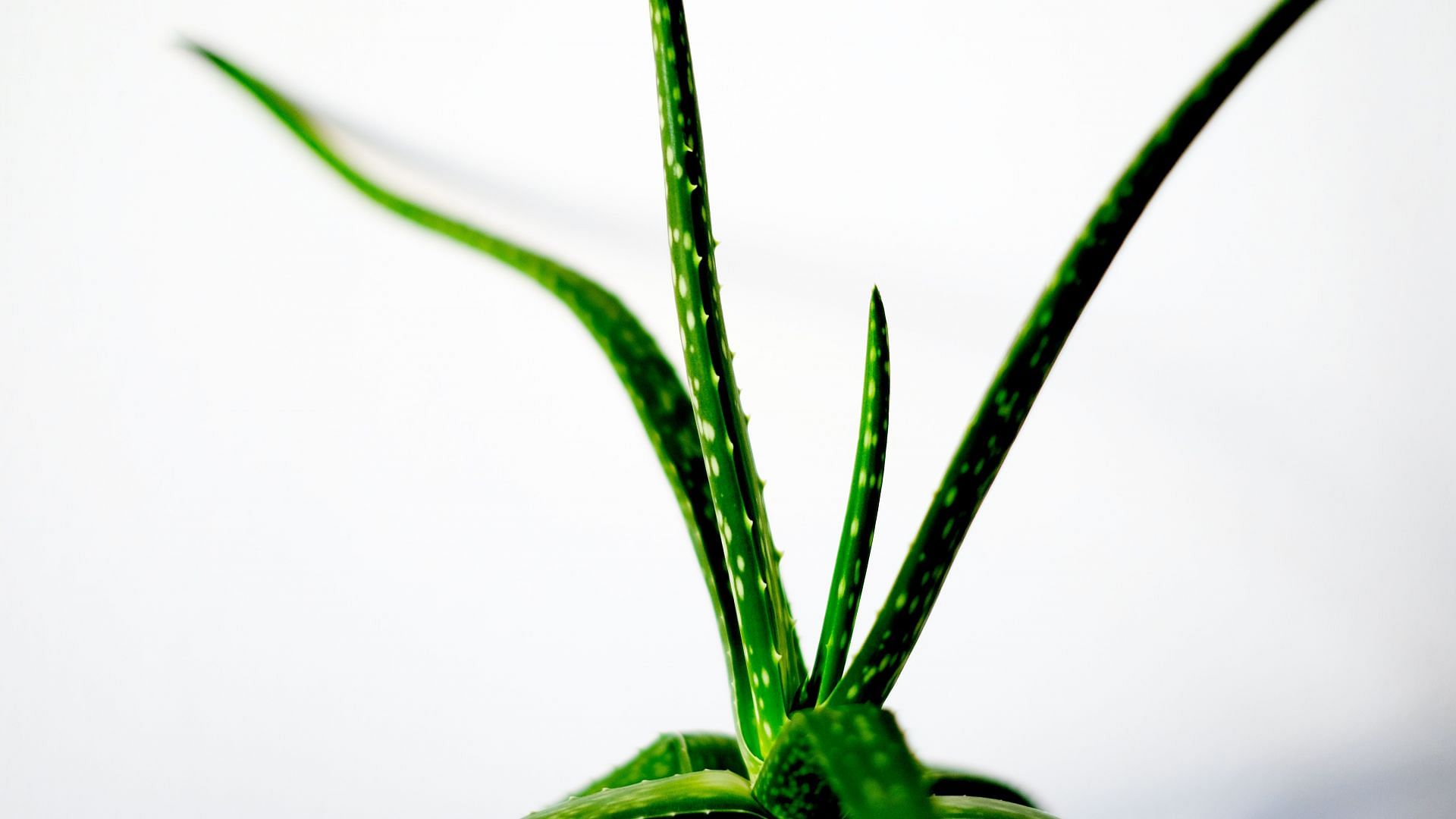 Aloe vera prevents hair from sun damage. (Image via Unsplash/ Jonny Hojdam)
