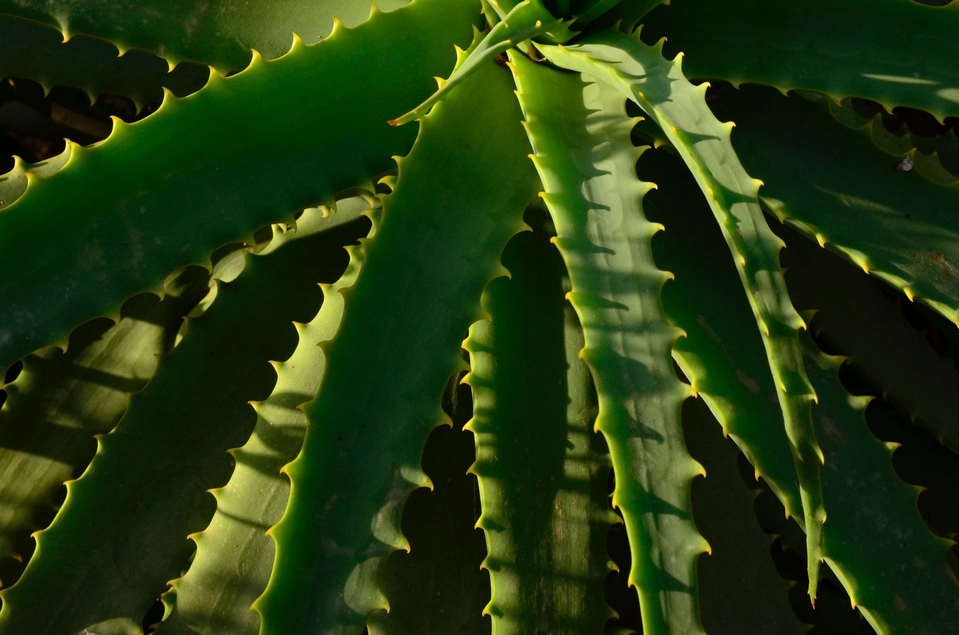 Is Aloe vera good for skin?(Image via Pexels)