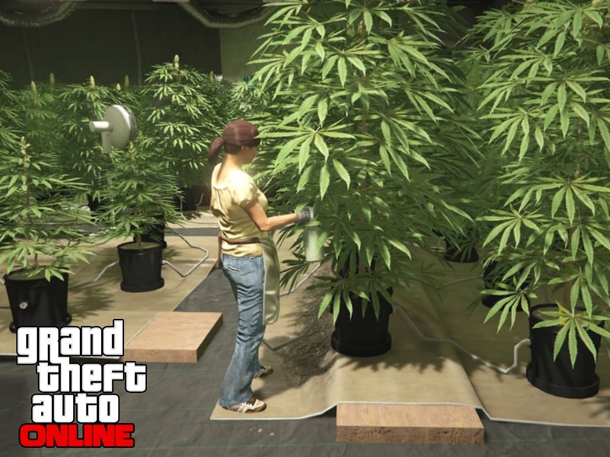 how to start weed business in gta 5 online