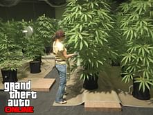 How to get GTA Online Weed Farm in 2023: A beginner's guide