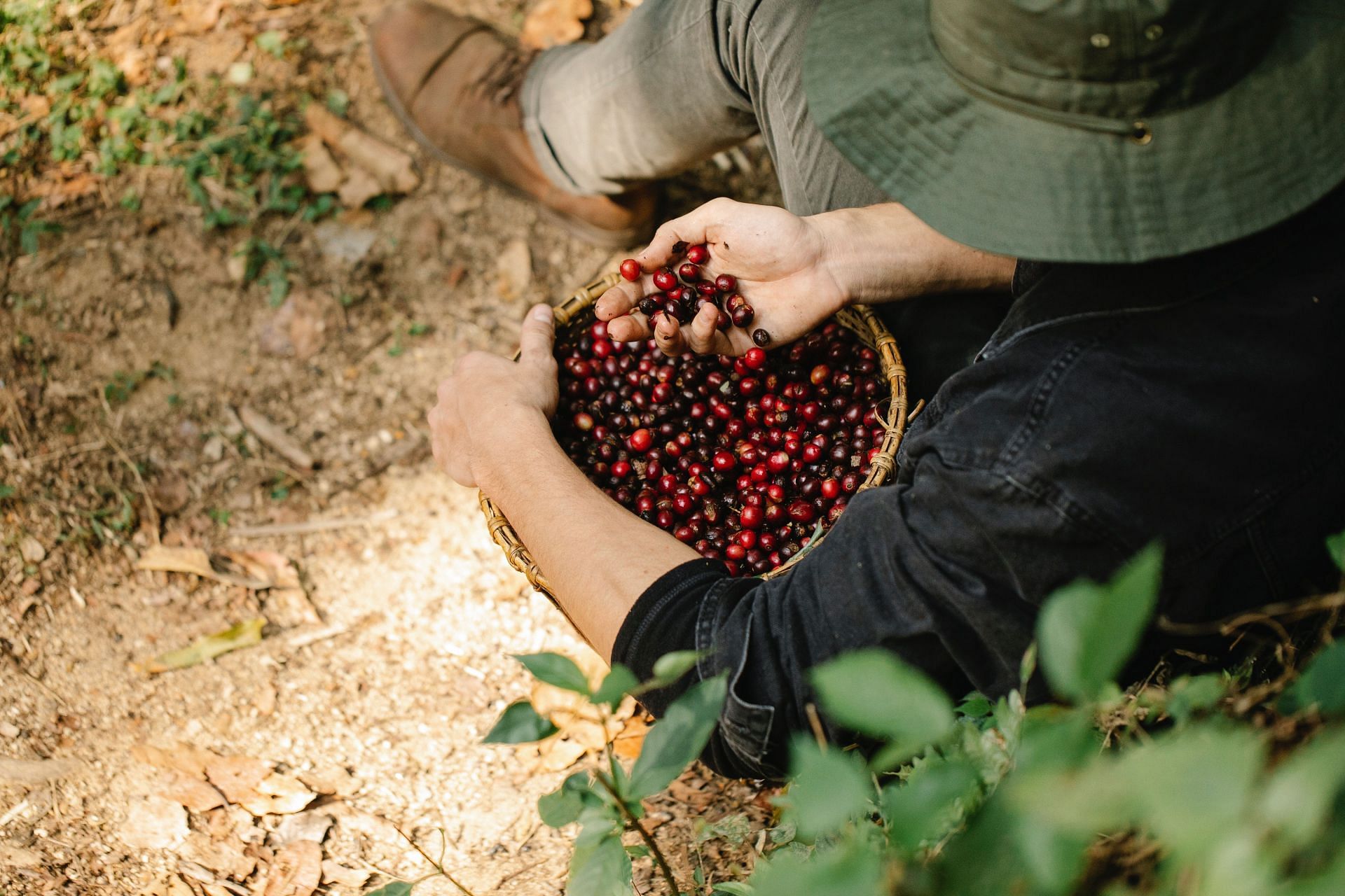 From Beans to Beauty: Unleashing the Benefits of Coffee Grounds for Healthier Skin and Hair (Image via Pexels)