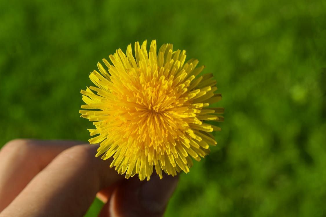 Sesquiterpene lactones, which are compounds found in dandelion, have the ability to stimulate the production of bile in the liver. (Daniel Absi/ Pexels)