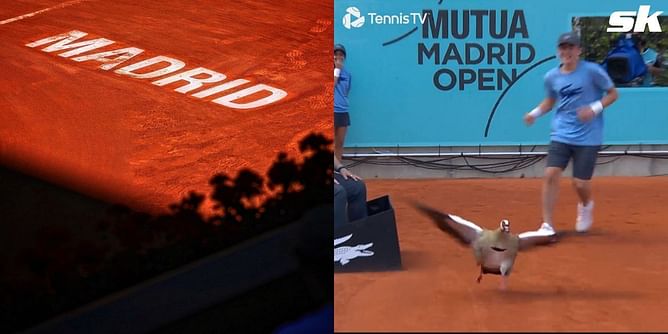 Duck halts play at Madrid Open 2023, ball kid gives a chase