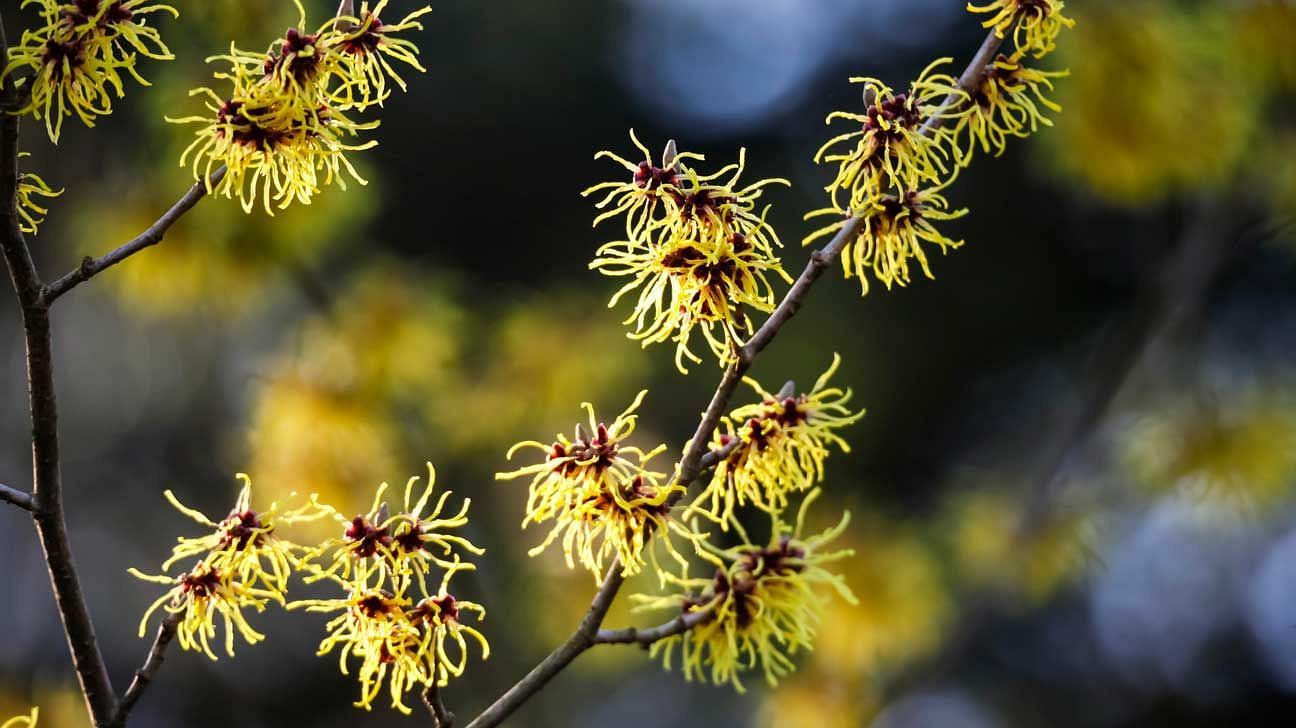 Uses for Witch hazel have been known for centuries for their medicinal properties (Image via healthline)