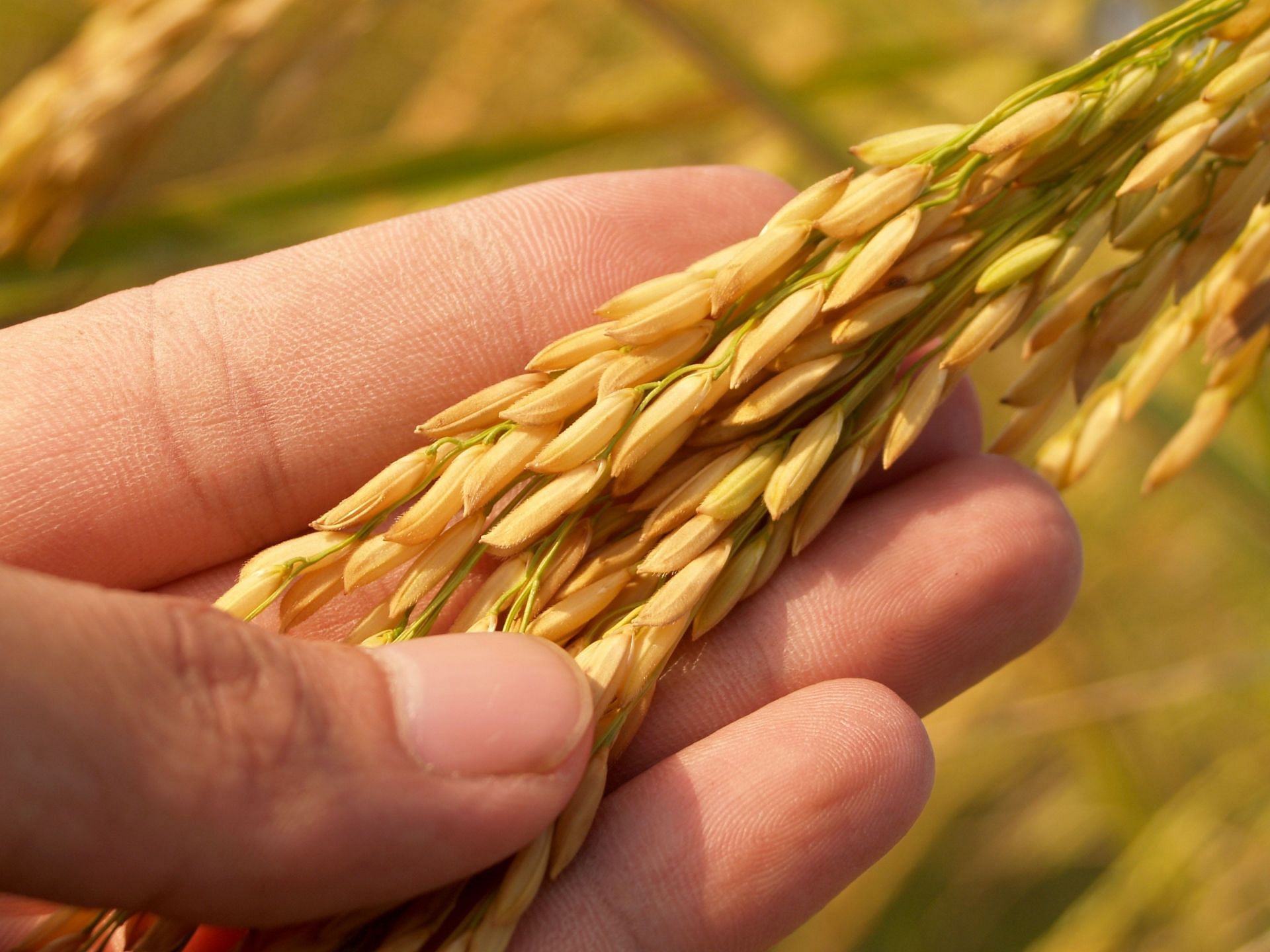 A hair mask made of rice can nourish and strengthen hair.(Image Via Pexels)