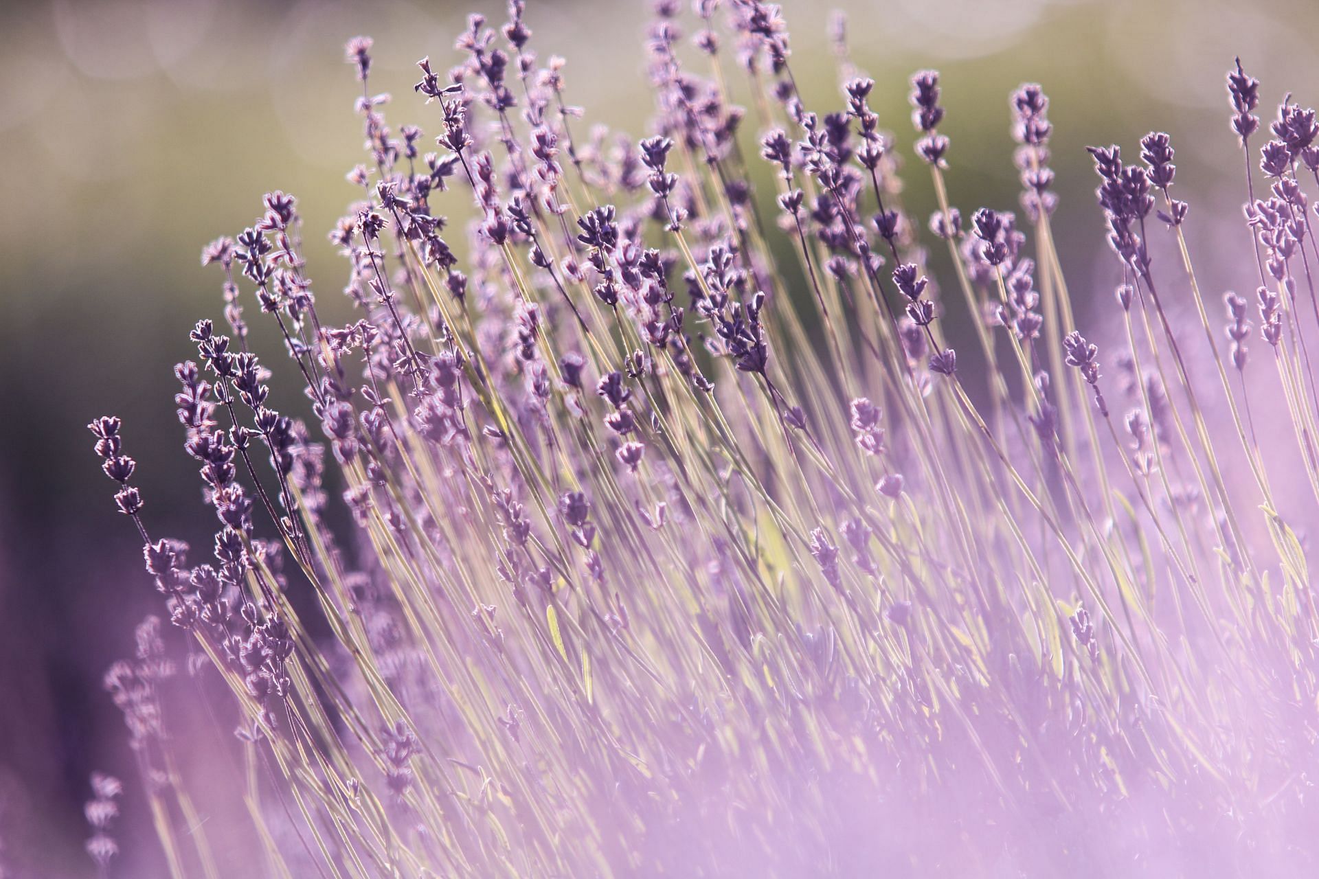 Natural herbs offer a safe and effective method to treat migraines. (Image via Pexels / Palo Cech)