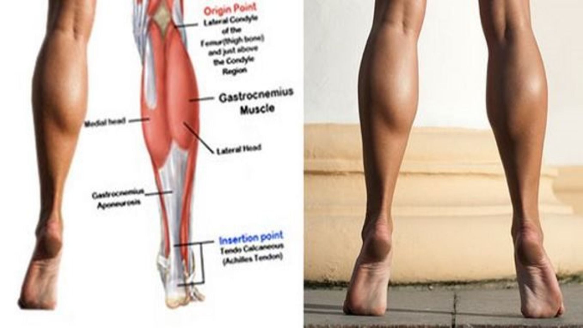 The gastrocnemius muscle. (Image via Pinterest)