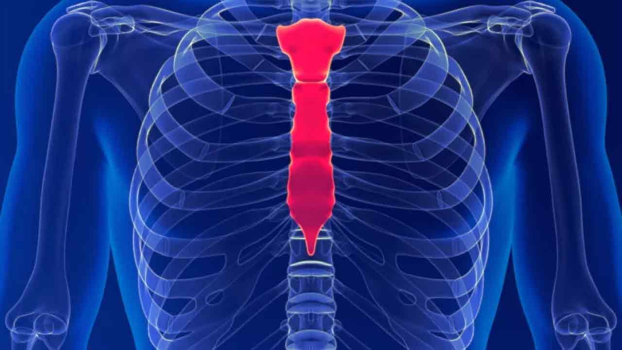 Position of sternum in a human body (Image via mybox / Shutterstock)