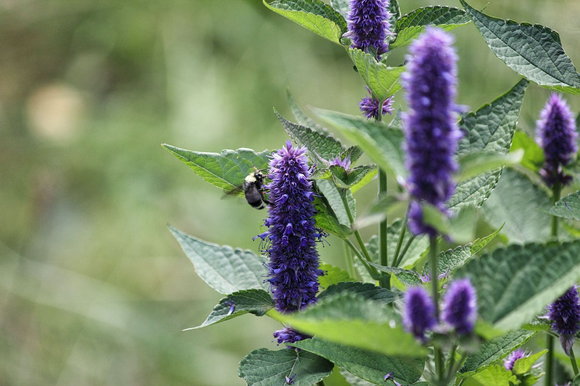 Hyssop is good for respiratory health. (Image via Unsplash/Robert Bottman)