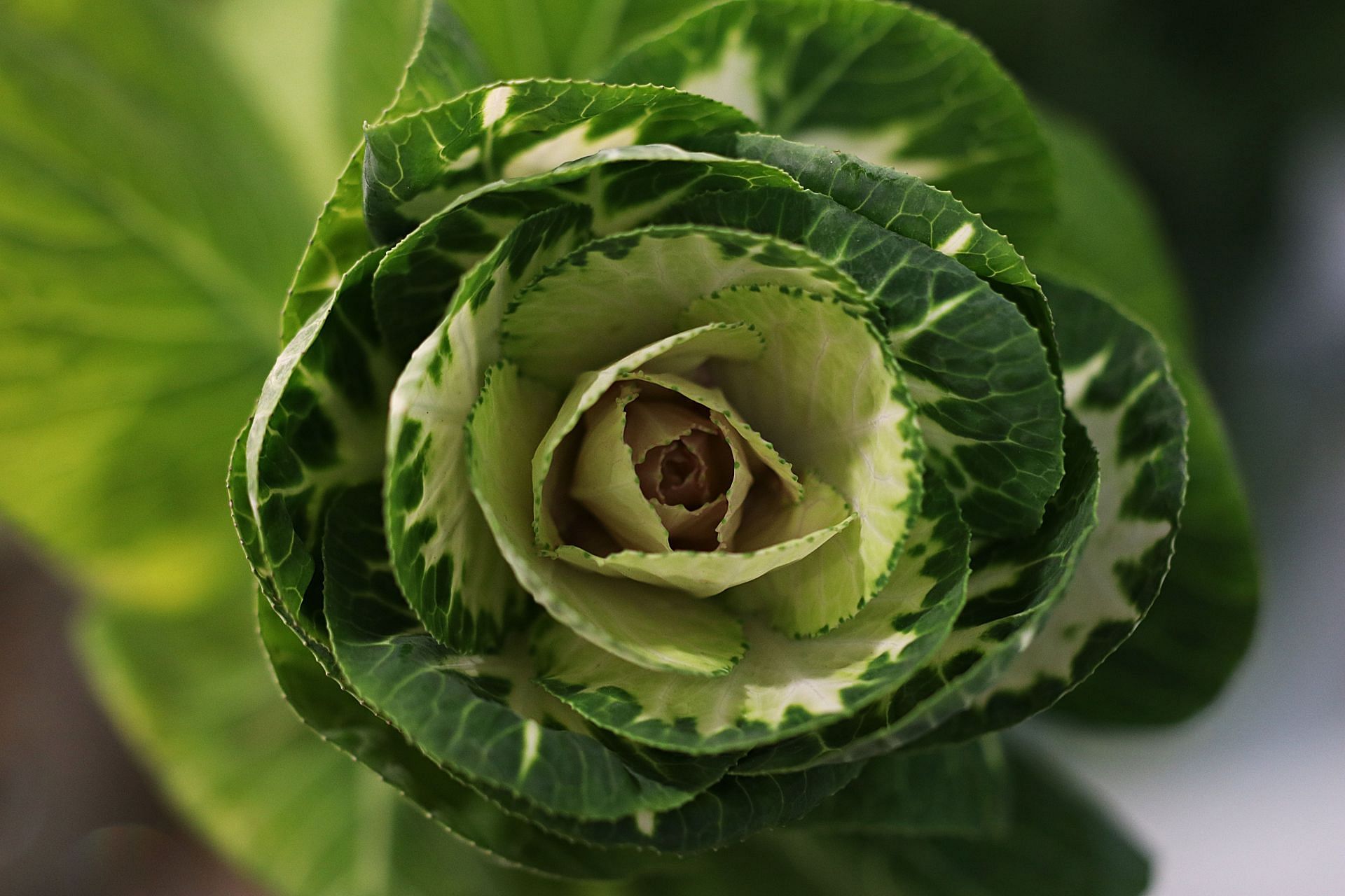 Cabbage is a versatile vegetable to cook. (Image via Pexels/Lorena )