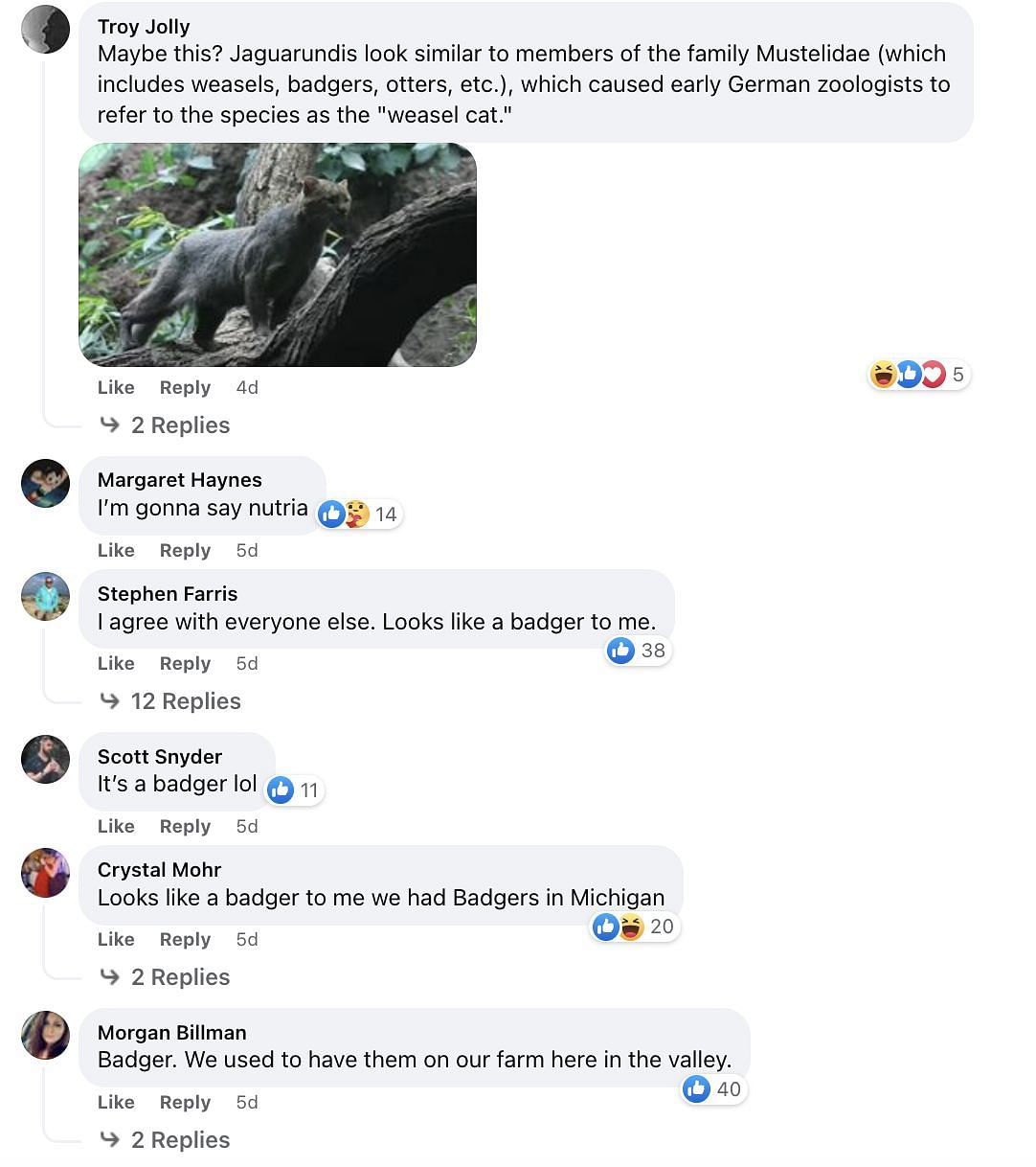 Social media users speculated about the animal and shared tons of responses, guessing what the &quot;mystery animal&quot; could be. (Image via Facebook)