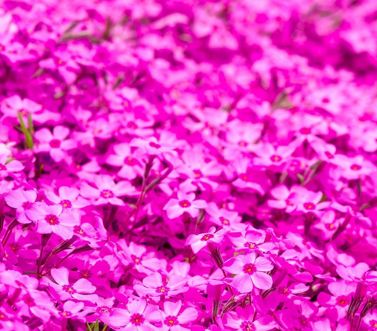 Pink Moss (image via Getty Images)