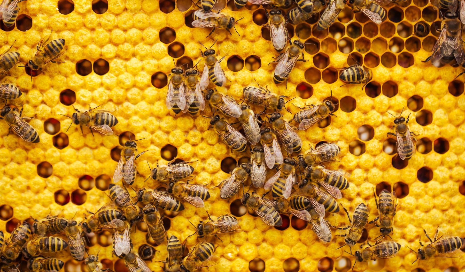Bee propolis is known for its anti-bacterial properties (Image via Unsplash/Simon Kadula)