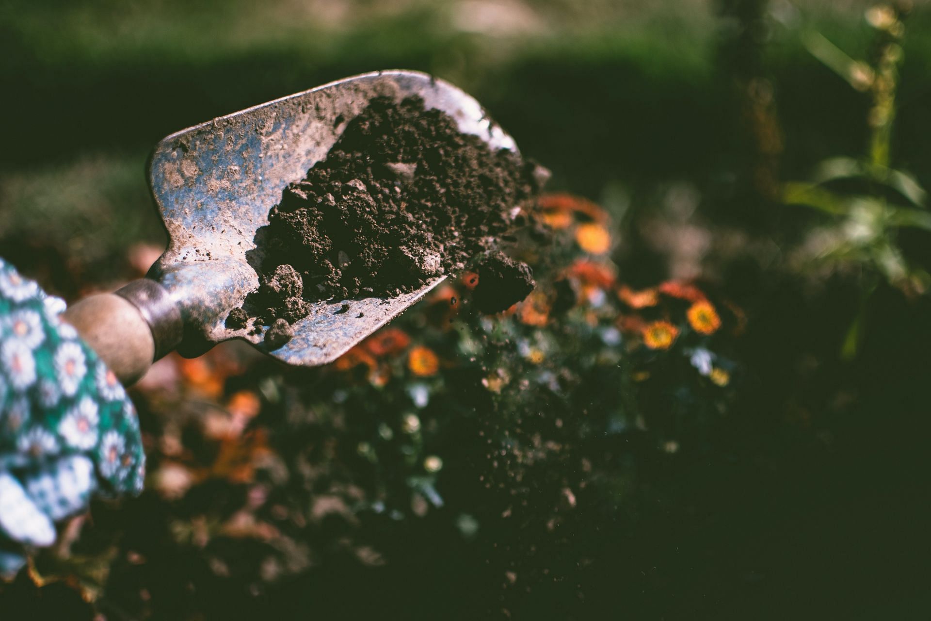 Regular gardening can help improve your grip strength (Image via Pexels)