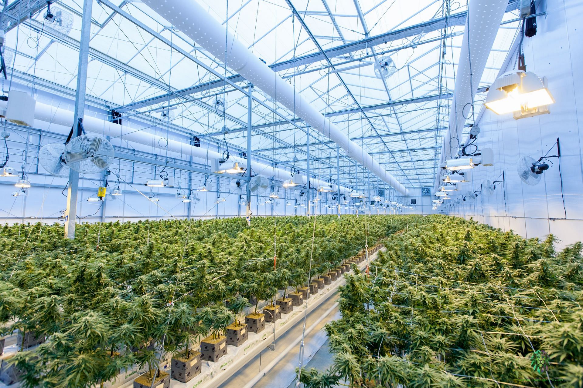 Commercial cannabis is produced in large-scale farms. (Image via Unsplash/Richard T)