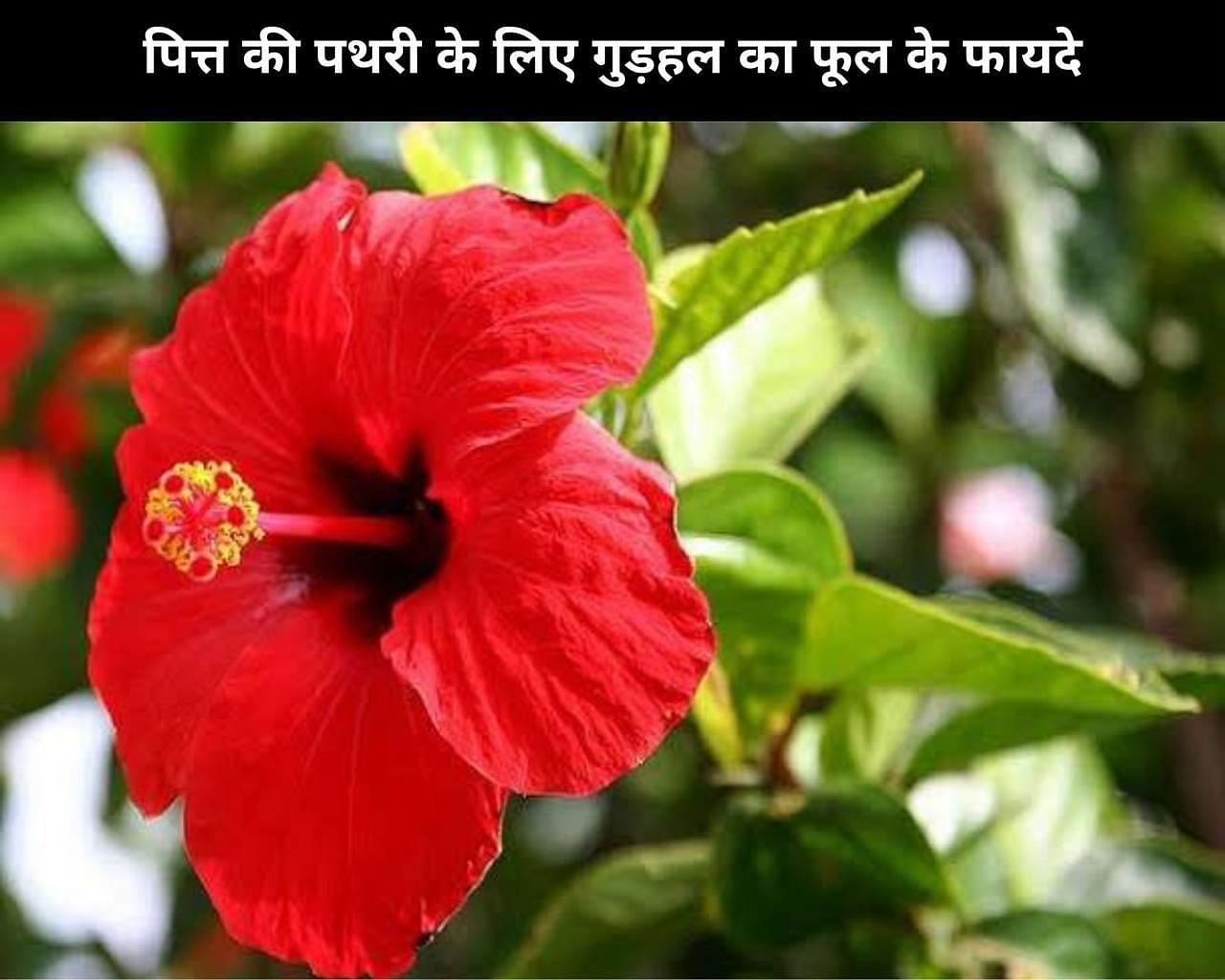 पित्त की पथरी के लिए गुड़हल का फूल के फायदे(sportskeeda Hindi) 