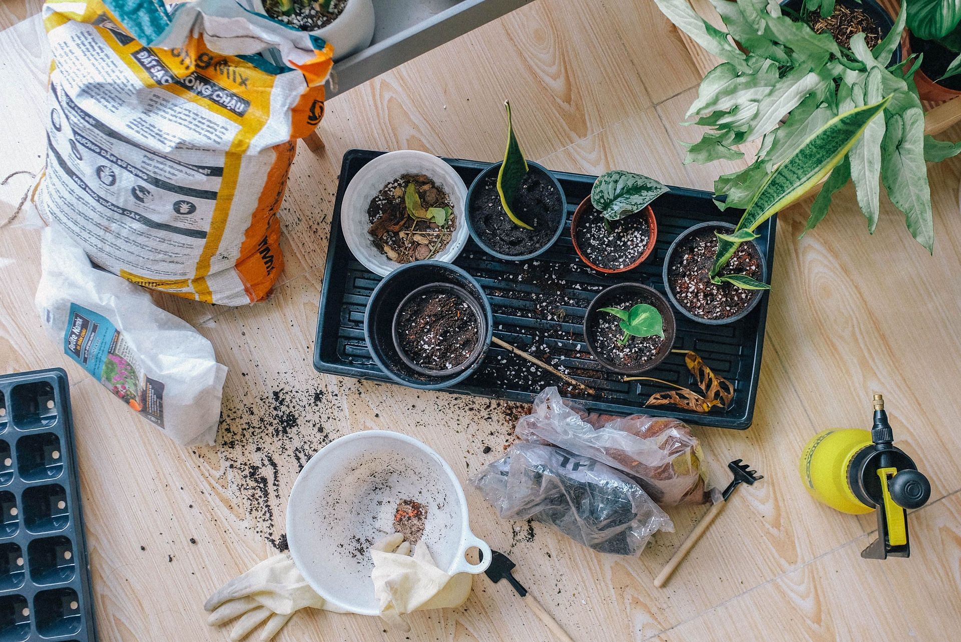 If you&#039;re new to gardening, start with a small plot or container garden (Image via Pexels)