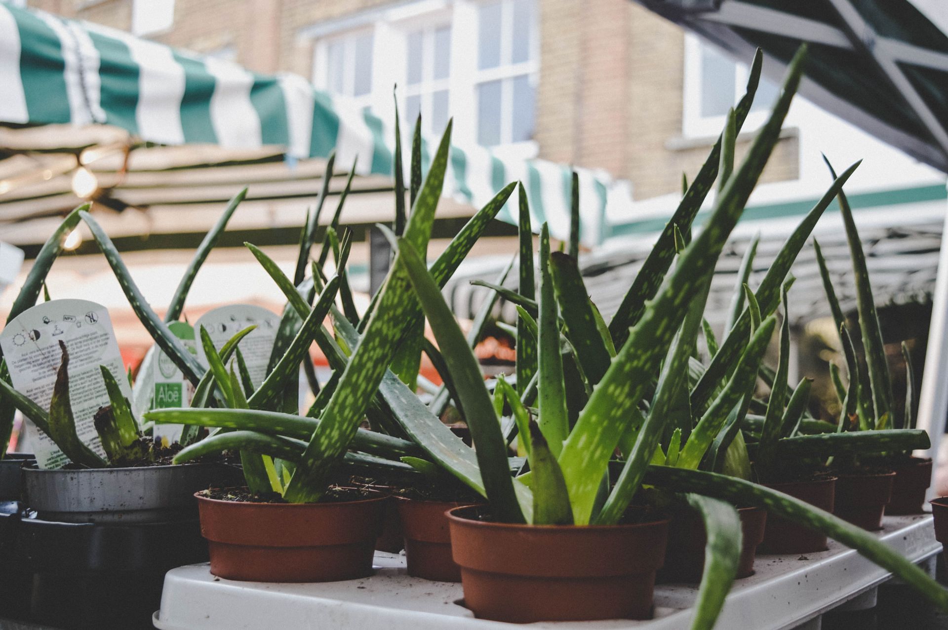 Aloe vera is a succulent plant that has been used for medicinal purposes for centuries (Image via Pexels)