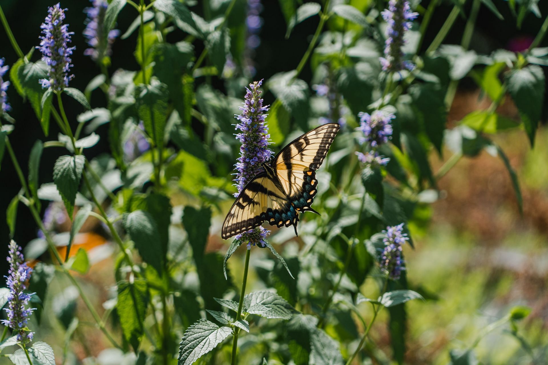 More research is needed to learn about hyssop health benefits. (Image via Unsplash/Jeffrey Hamilton)