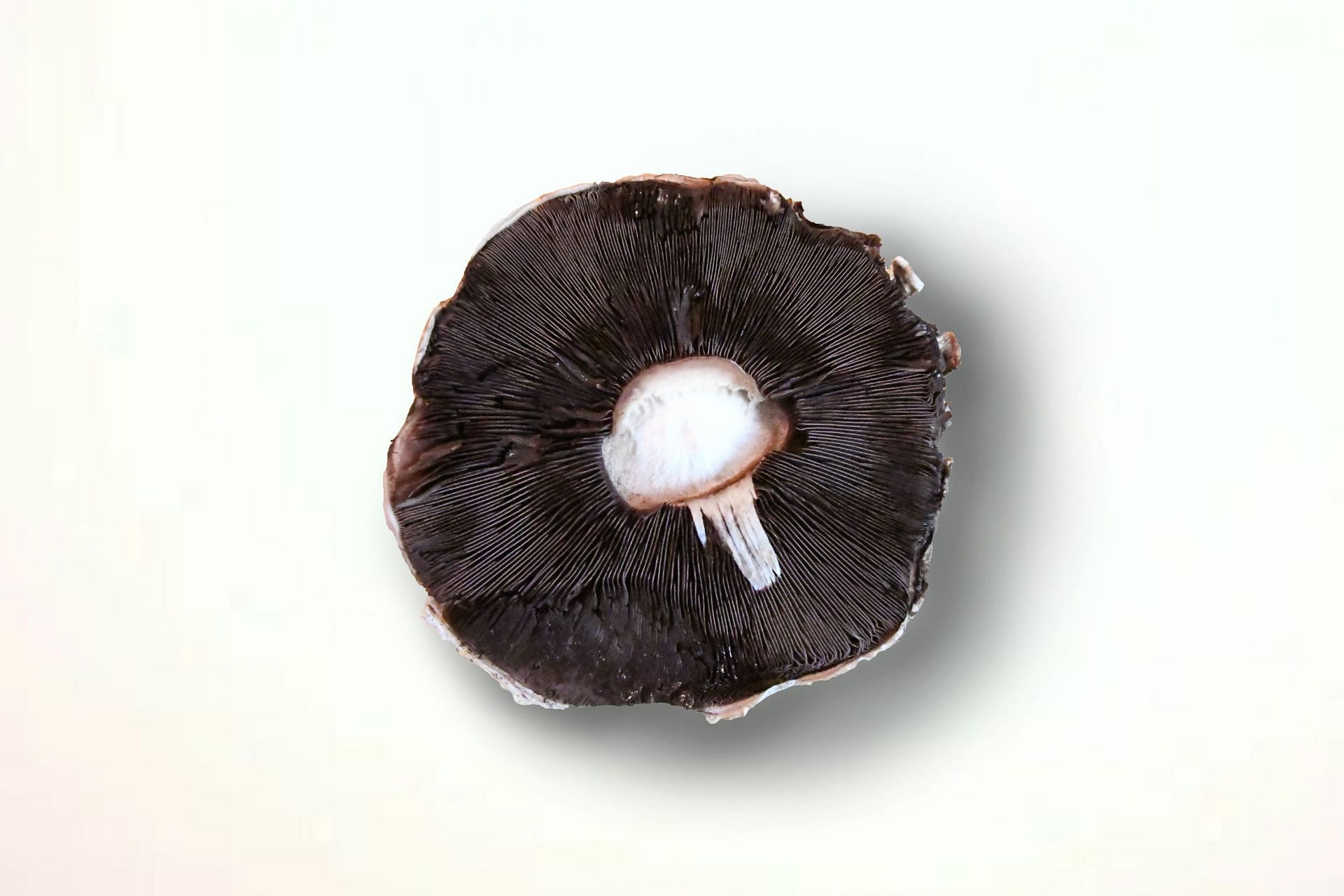 Portobello mushrooms are rich in nutrients. (Image via Unsplash/ Natalie Runnerstorm)