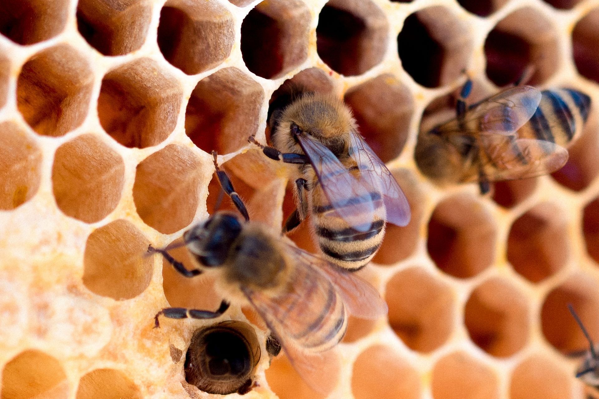 Propolis is obtained from beehives. (Image via Unsplash/Meggyn Pomerleau)