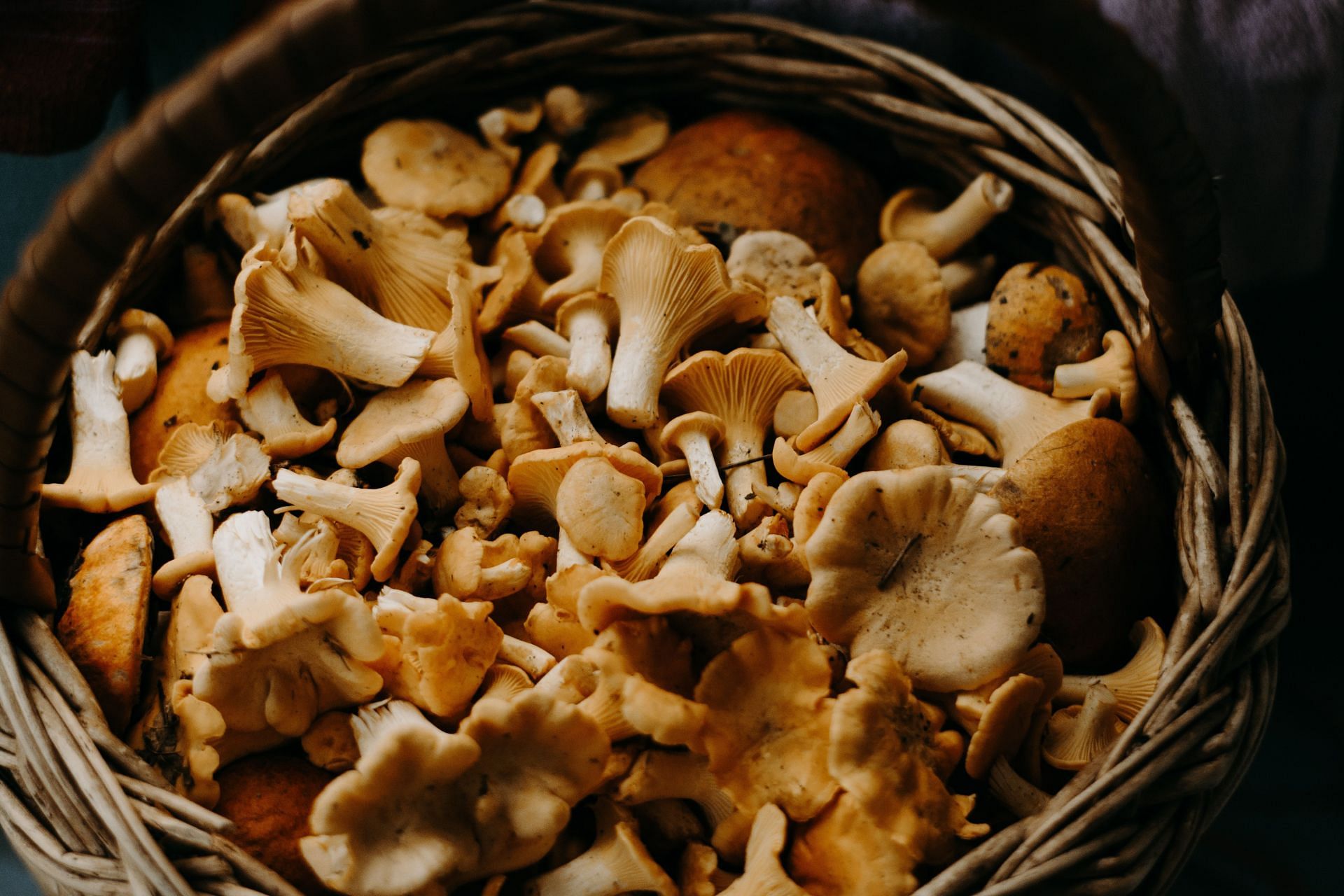 Mushrooms are rich in pantothenic acid. (Image via Pexels)