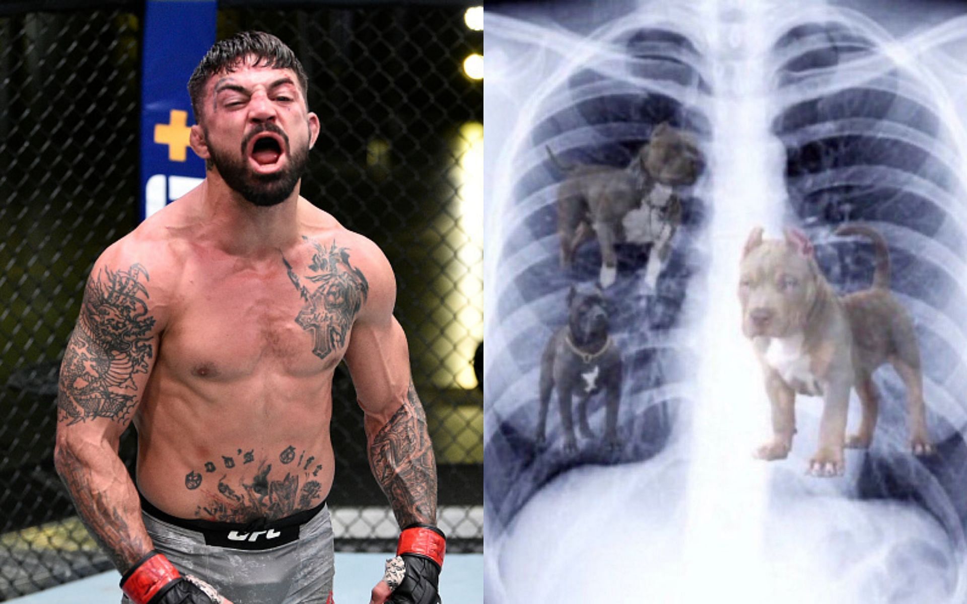 Mike Perry (left), Dog Meme (right. Image credit: @UtdPlug on Twitter)