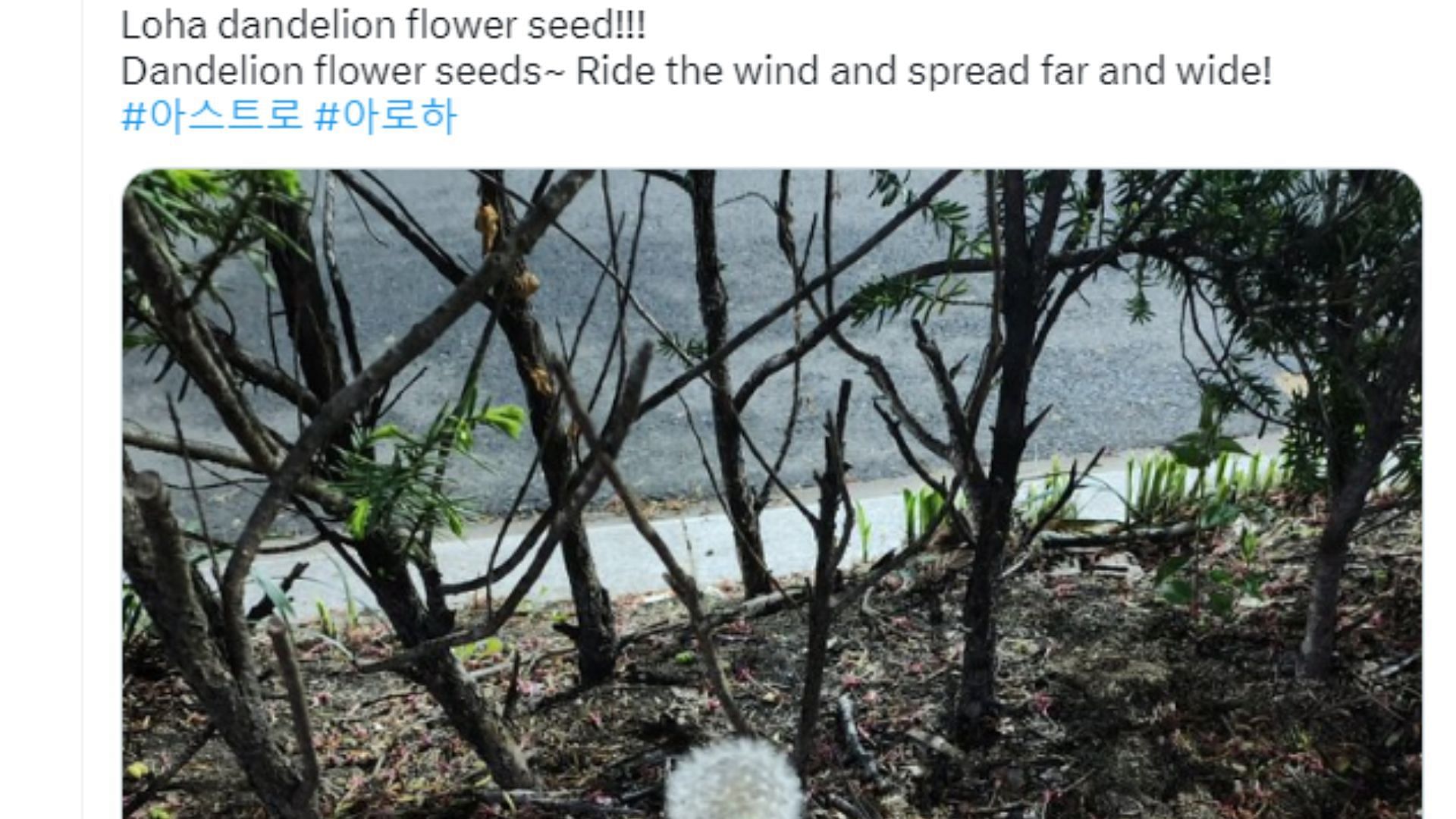 Moonbin posted a picture of Dandelions on Twitter as his last post (Image via Twitter/@offclASTRO)
