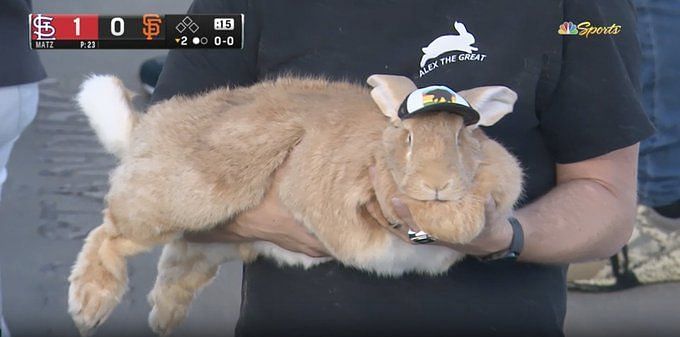 Sporting News MLB on X: they brought a bunny to a baseball game