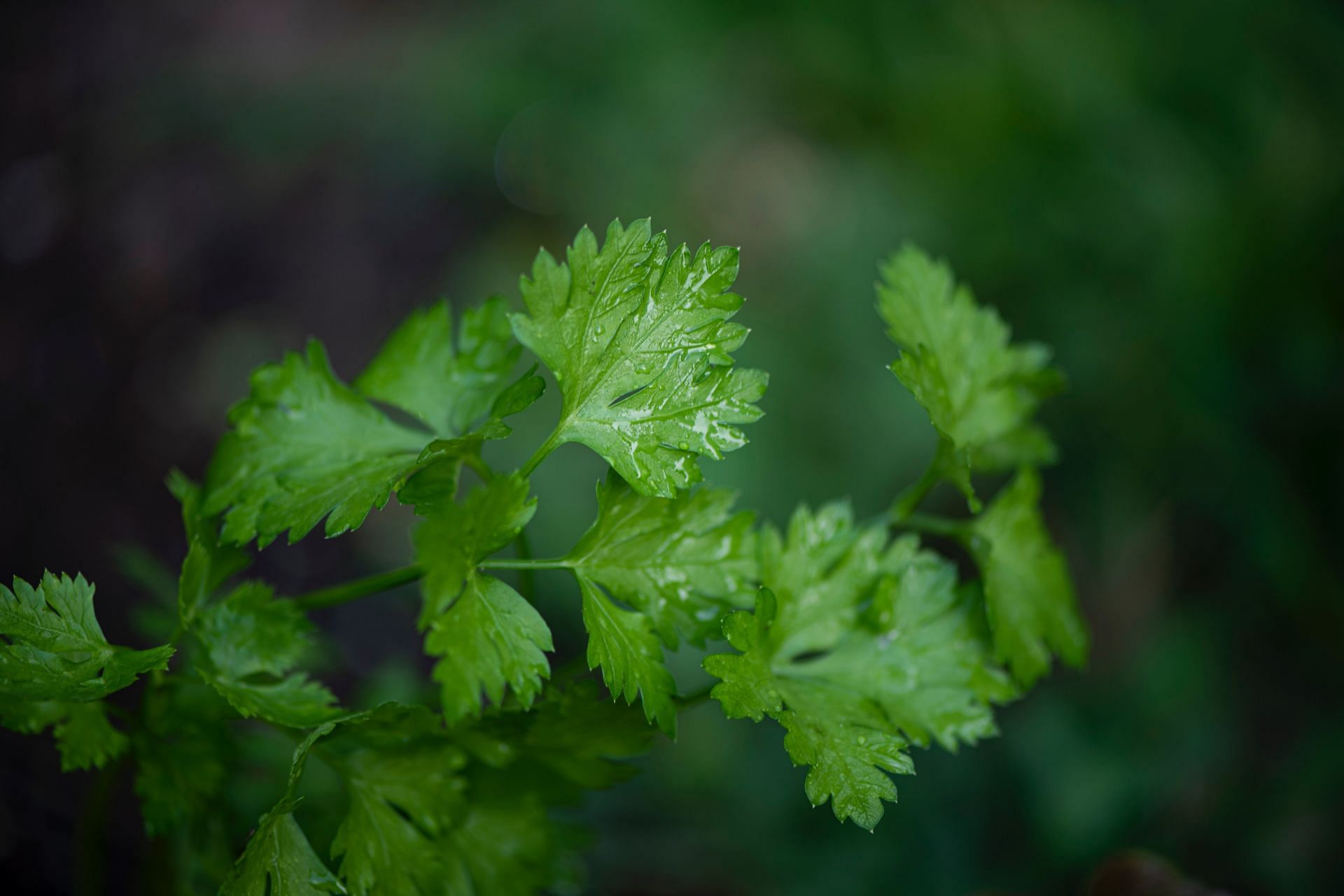 Coriander/ Cilantro/ Chinese parsley.   (Image via Unsplash/ Erda Estremera)