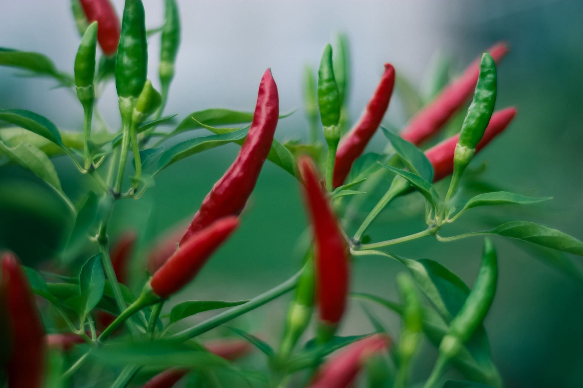 Cayenne pepper improves blood circulation. (Image via Unsplash/Steve Johnson)