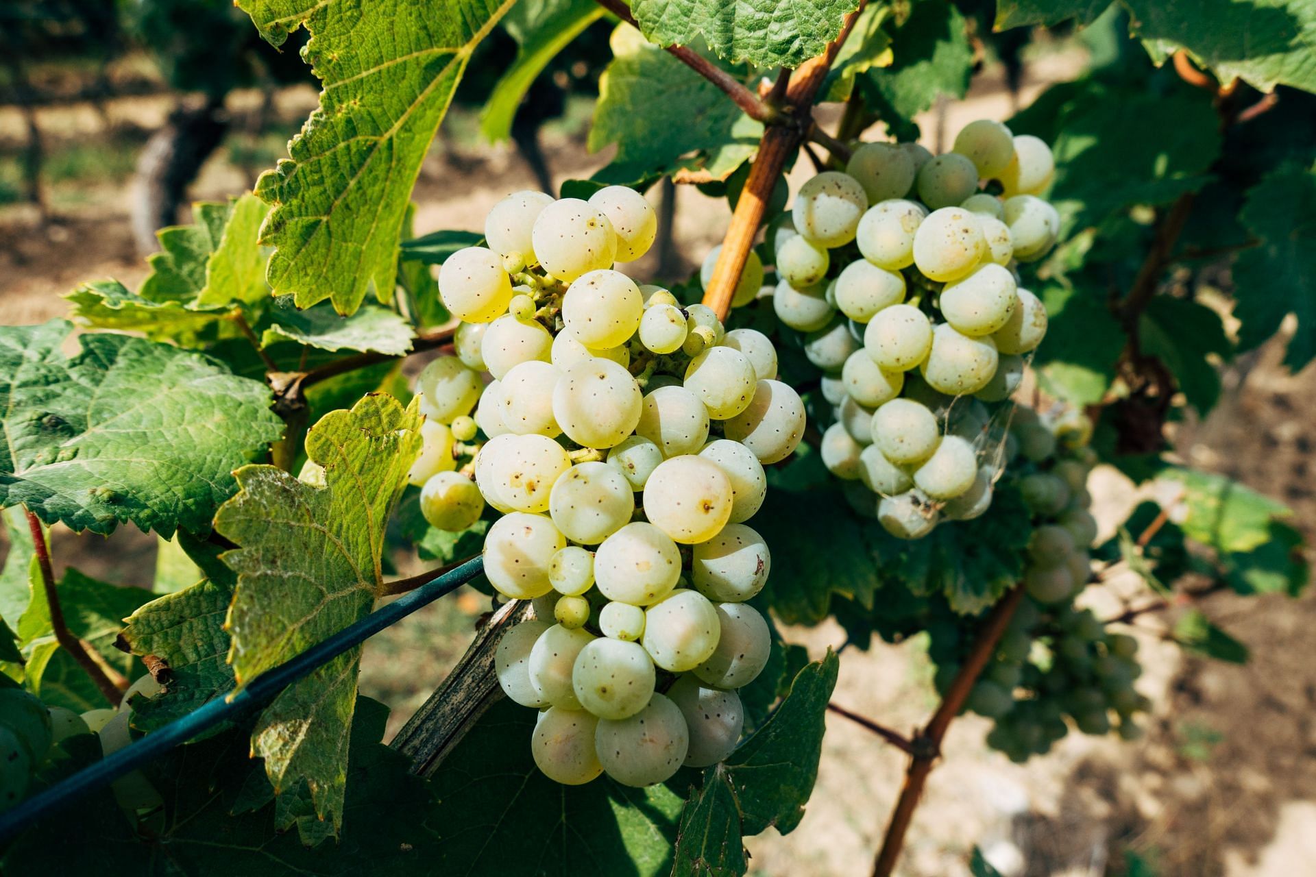  Which grape type is healthier? (Image via Pexels/ Markus Winkler)