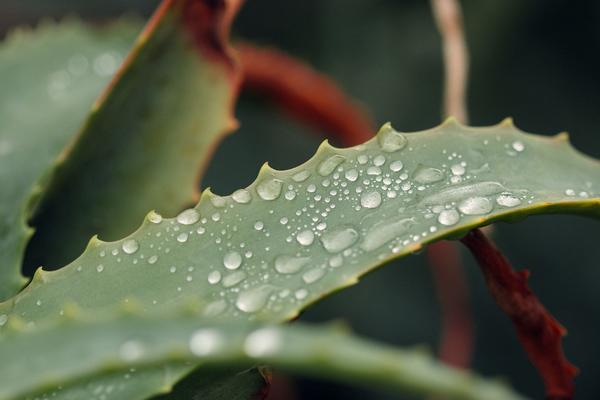 How to heal cuts fast? Use aloe vera to soothe inflammation. (Photo via Pexels/Griffin Wooldridge)