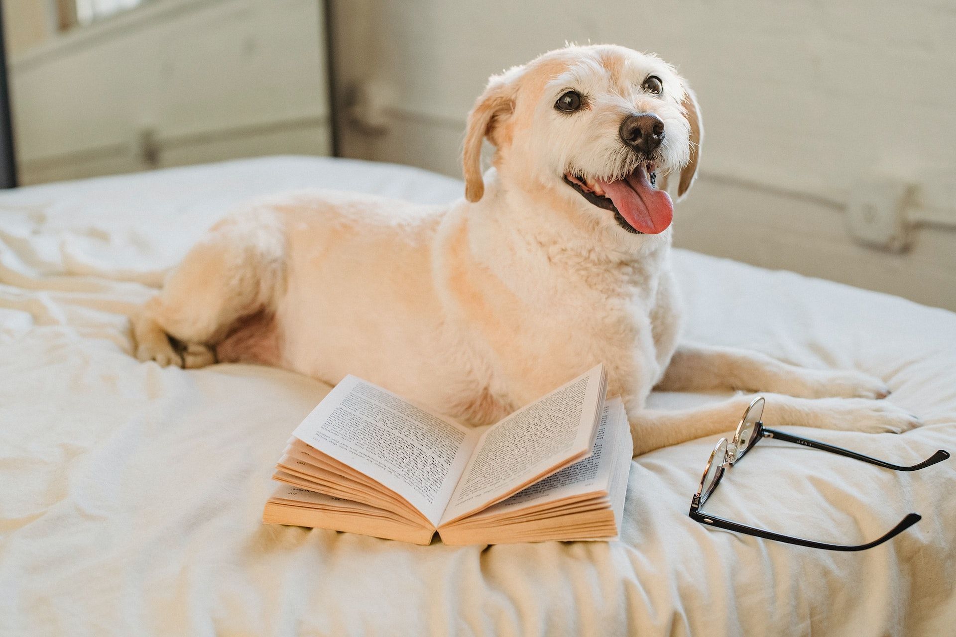 Benefits of having a dog includes reducing stress and promoting happiness. (Photo via Pexels/Samson Katt)