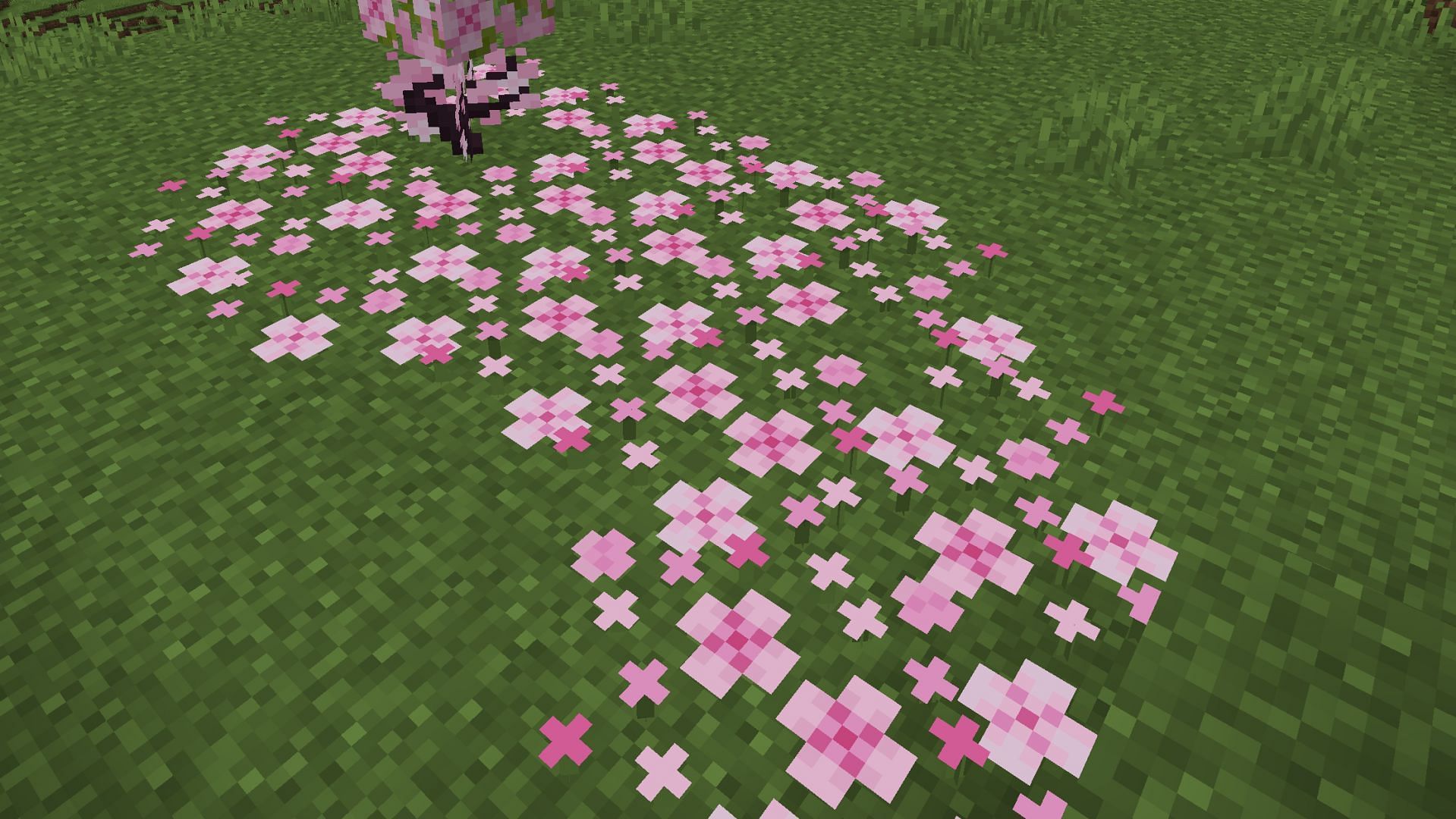 The Cherry Grove biome will have loads of pink petal blocks generating on top of grass blocks in the Minecraft 1.20 Trails and Tales update (Image via Reddit/u/Pooptopiaproblems)